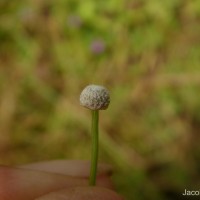 Eriocaulon quinquangulare L.